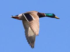 (Mallard) male flying downstroke