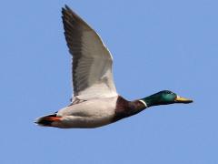 (Mallard) male flying upstroke