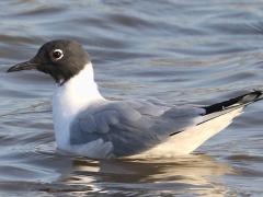 (Bonaparte's Gull) floating