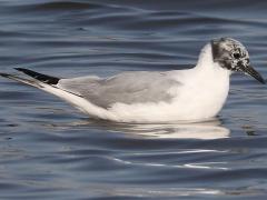 (Bonaparte's Gull) molting