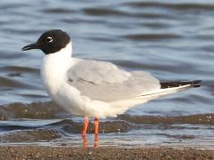 (Bonaparte's Gull) standing