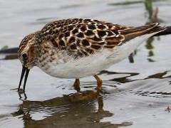 (Least Sandpiper) feeding