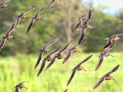 (Short-billed Dowitcher) banking