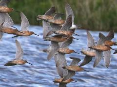 (Short-billed Dowitcher) flocking