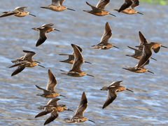 (Short-billed Dowitcher) flying dorsal