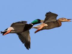 (Mallard) pair calling flight