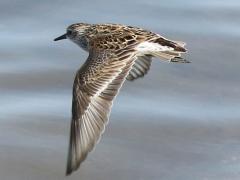 (Least Sandpiper) flying