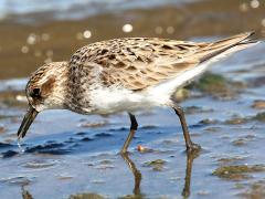 (Semipalmated Sandpiper) feeding