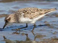 (Semipalmated Sandpiper) walking