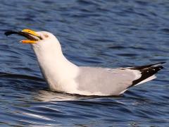 (Herring Gull) swallows fish