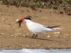 (Caspian Tern) snags fish