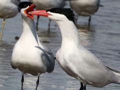 (Caspian Tern) calling