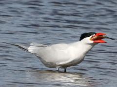 (Caspian Tern) swallows fish