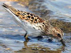 (Least Sandpiper) foraging