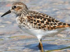 (Least Sandpiper) standing