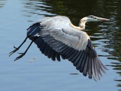 (Great Blue Heron) flying