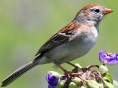 (Field Sparrow) on Common Spiderwort