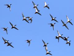 (Northern Shoveler) flight