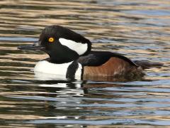 (Hooded Merganser) male