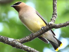 (Cedar Waxwing) perching