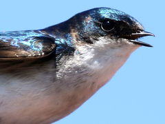 (Tree Swallow) singing