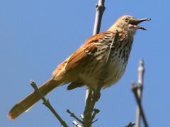 (Brown Thrasher) singing