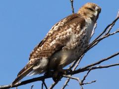 (Red-tailed Hawk) perched