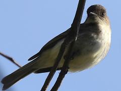 (Eastern Phoebe) belly