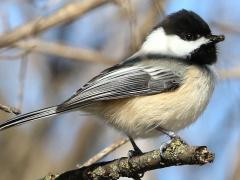 (Black-capped Chickadee) caterpillar