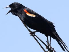 (Red-winged Blackbird) male calling