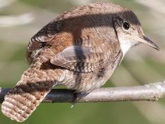 (House Wren) perching