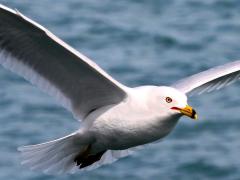 (Ring-billed Gull) flying frontal