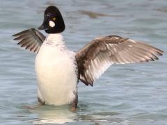 (Common Goldeneye) male flaps