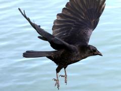 (American Crow) liftoff