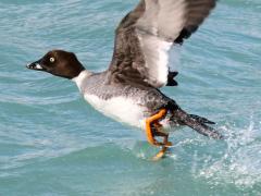 (Common Goldeneye) female takeoff