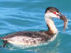 (Horned Grebe swallows Yellow Perch)