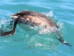 (Horned Grebe) nonbreeding diving down