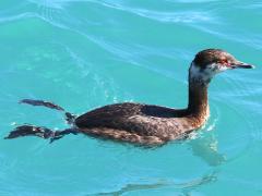 (Horned Grebe) nonbreeding paddling