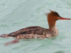 (Red-breasted Merganser) female