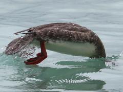 (Red-breasted Merganser) female diving