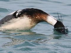 (Red-breasted Merganser) male diving