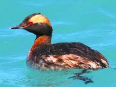 (Horned Grebe) floating