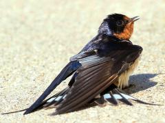 (Barn Swallow) female calling