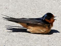 (Barn Swallow) male calling