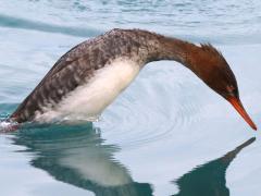 (Red-breasted Merganser) female diving