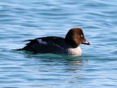 (Common Goldeneye) female