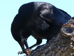 (American Crow) eating crab