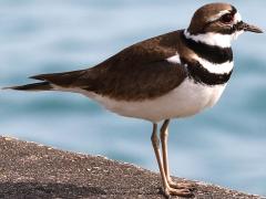 (Killdeer) standing