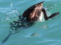 (Horned Grebe) nonbreeding diving down