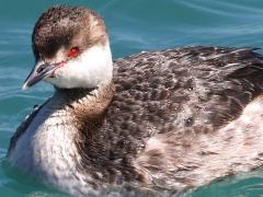 (Horned Grebe) nonbreeding floating